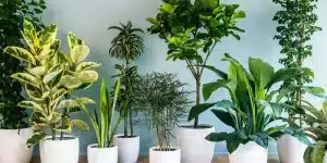 Lee más sobre el artículo Plantas de interiores: embellece tu hogar con estas 20 propuestas