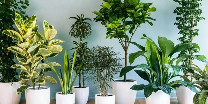 En este momento estás viendo Plantas de interiores: embellece tu hogar con estas 20 propuestas