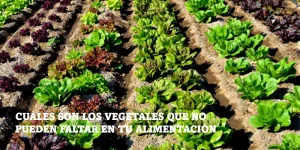 Lee más sobre el artículo Cuáles son los vegetales que no pueden faltar en tu alimentación