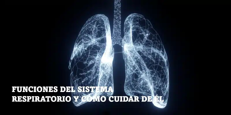 En este momento estás viendo Funciones del sistema respiratorio y cómo cuidar de él