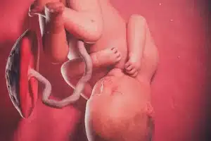 Lee más sobre el artículo Desarrollo fetal: una mirada al viaje de tu bebé en el vientre