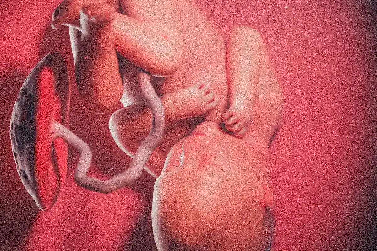 En este momento estás viendo Desarrollo fetal: una mirada al viaje de tu bebé en el vientre